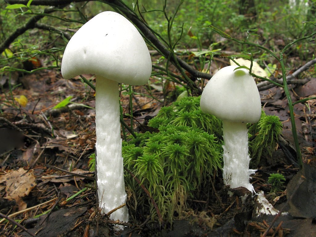 Мухомор вонючий (Amanita virosa).jpg