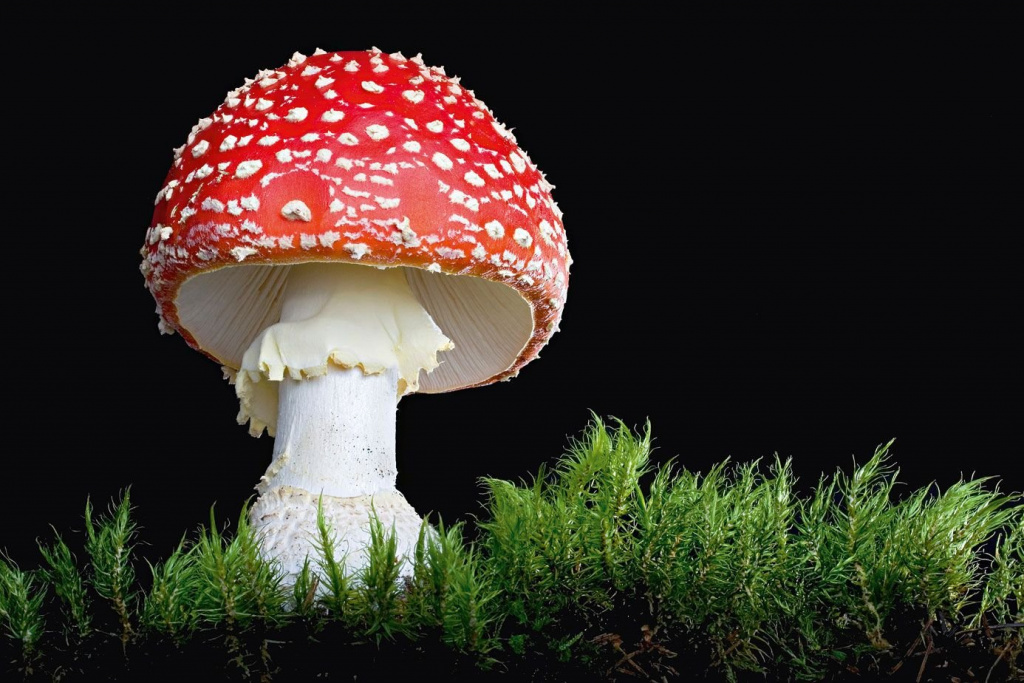 1675486198_vsegda-pomnim-com-p-mukhomor-amanita-muscaria-foto-45.jpg