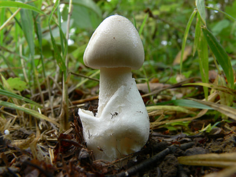 Мухомор белый (Мухомор весенний) (Amanita verna).jpg