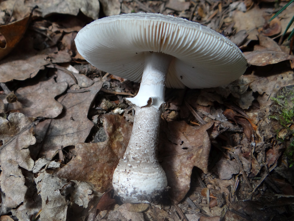 Мухомор поганковидный (Amanita excelsa).jpg