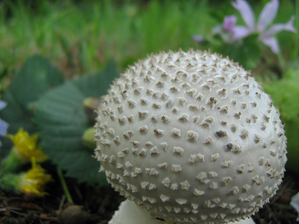 Шероховатый мухомор (Amanita echinocephala).jpg